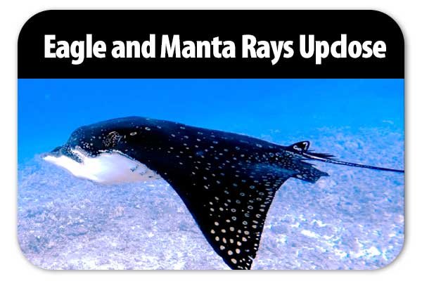 Eagle and Manta Rays Upclose